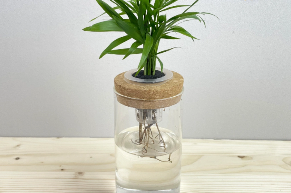 室內植物淨化空氣