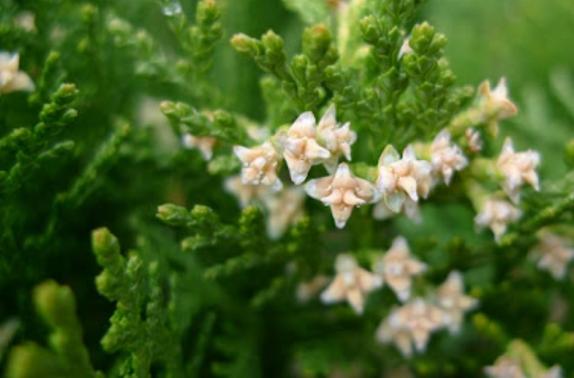 台灣扁柏花期 台灣扁柏花期