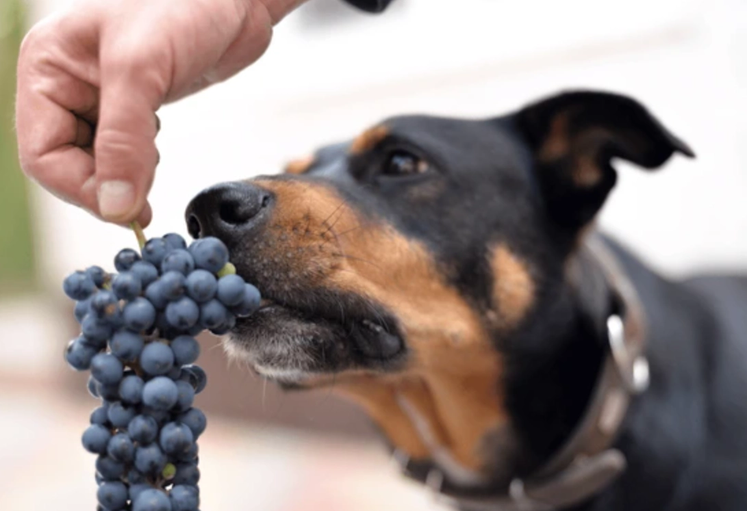 狗狗吃什麼會死掉
