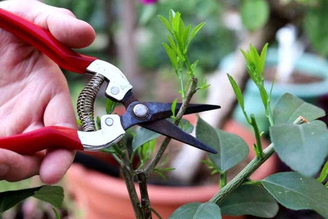 強剪植物注意事項 強剪植物注意事項