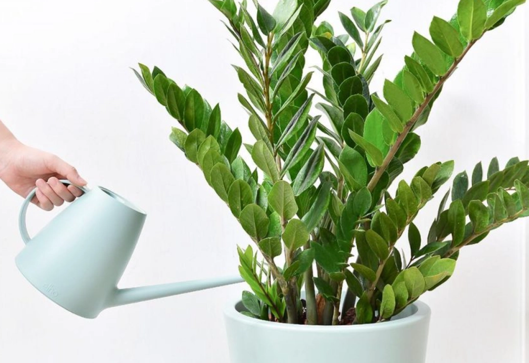 金錢樹澆水方法