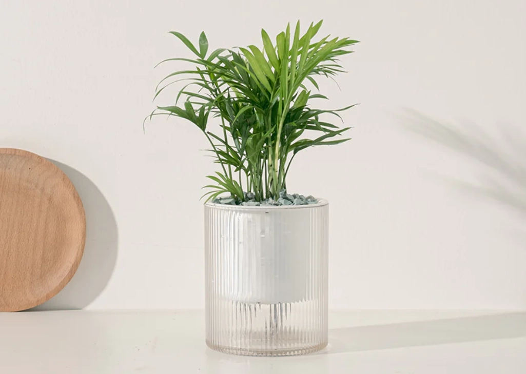 室內植物淨化空氣