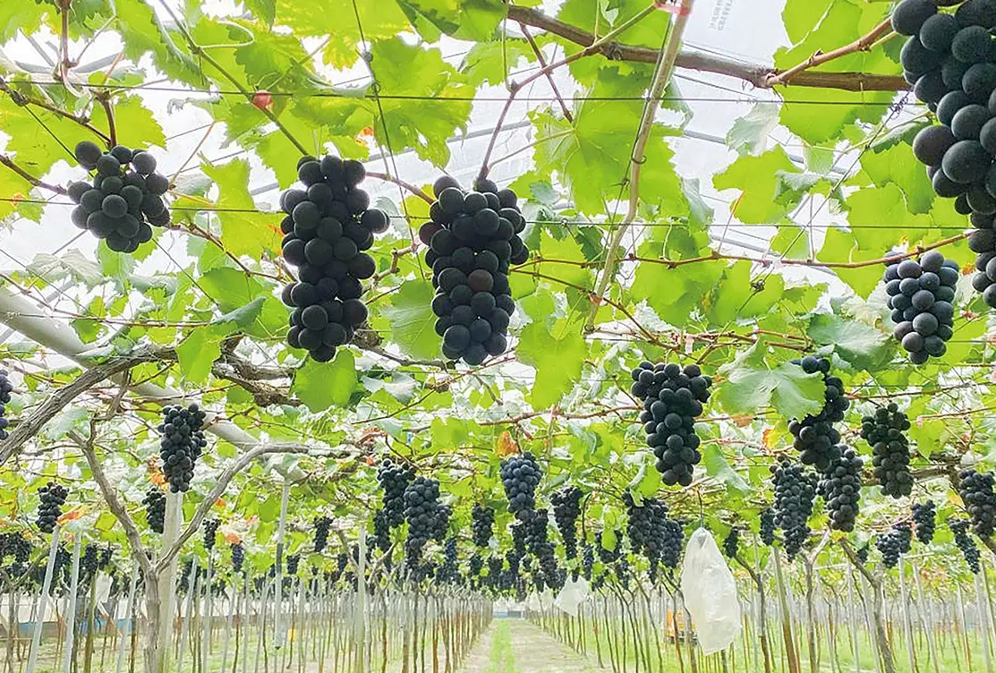 葡萄栽培技术