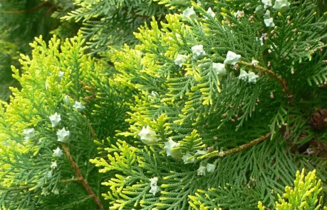 扁柏賞花地點 扁柏賞花地點