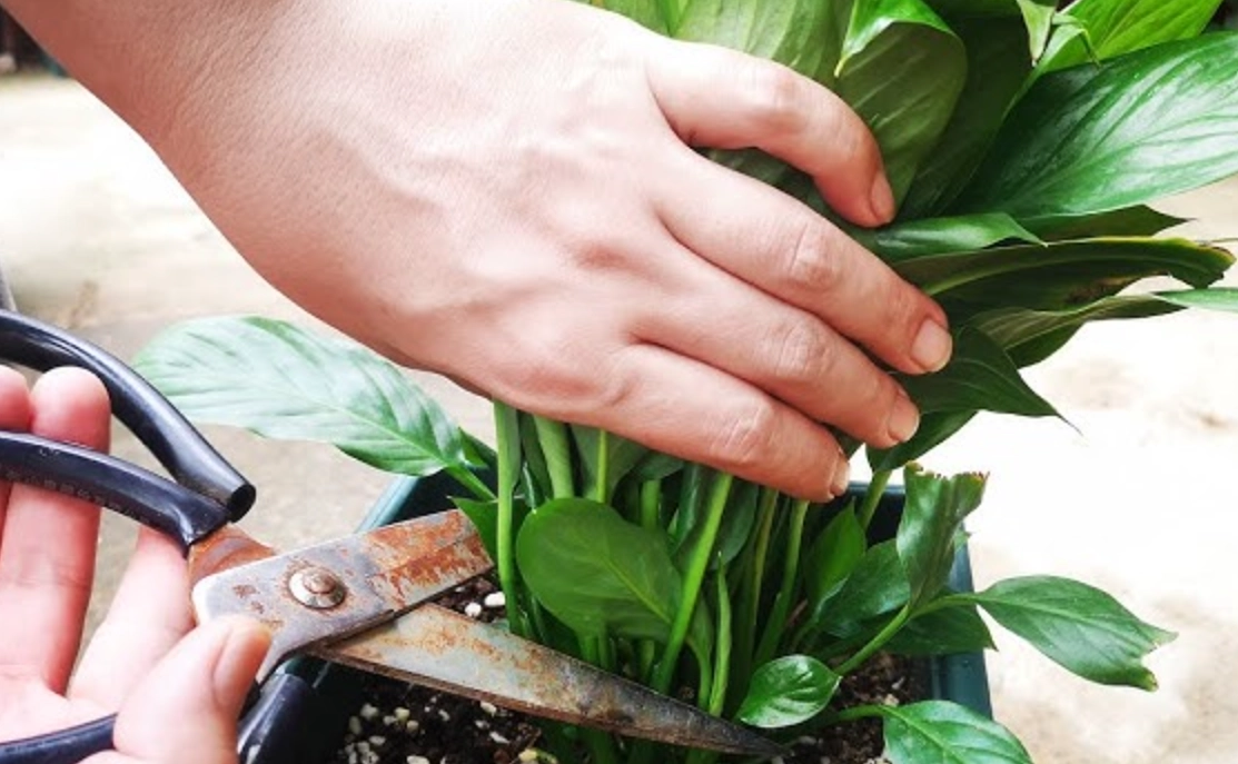 強剪植物修剪方法 強剪植物修剪方法