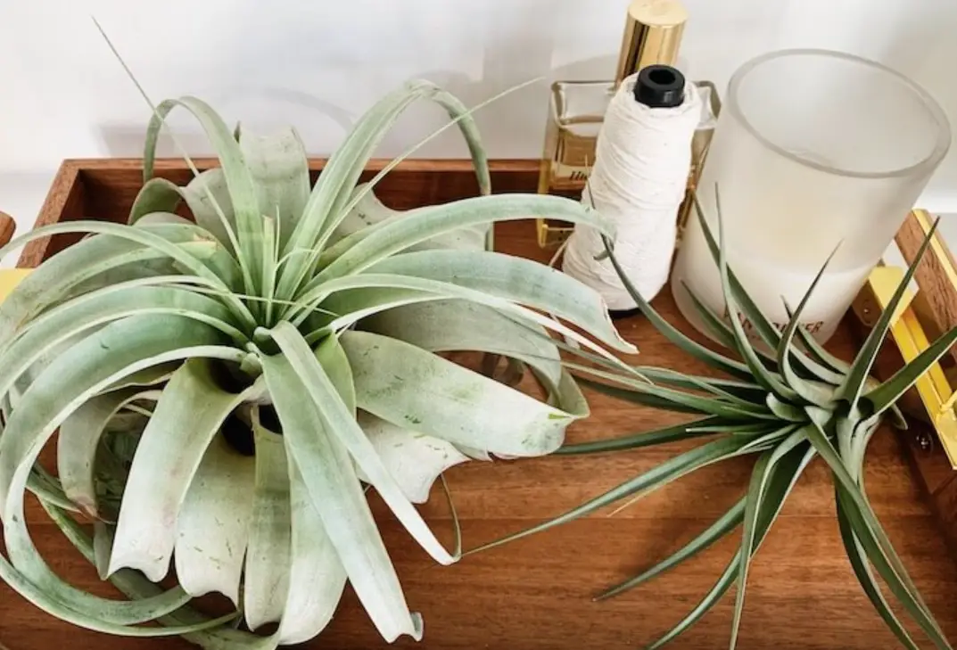 空氣鳳梨如何繁殖