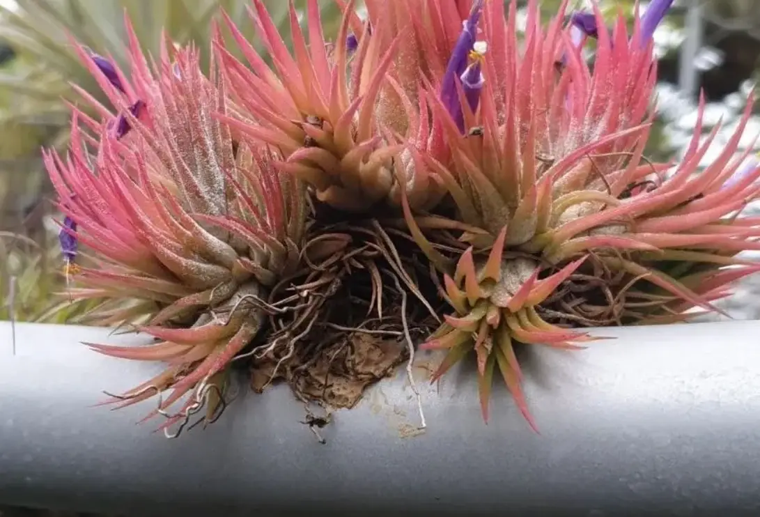 空氣鳳梨開花後會死嗎