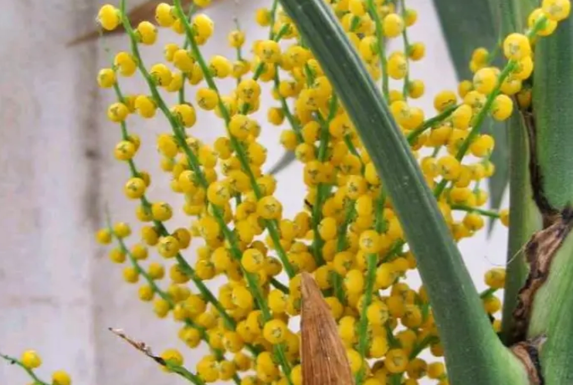 袖珍椰子種子種植