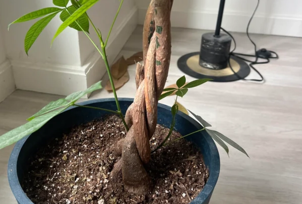 發財樹修剪方法