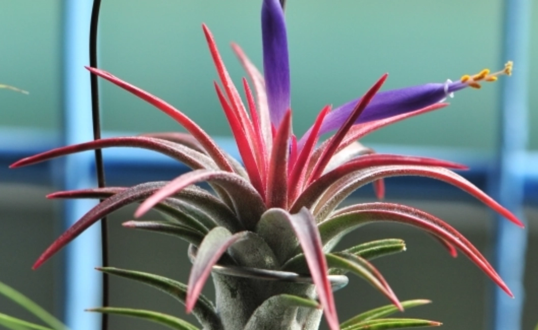 空氣鳳梨開花後會死嗎