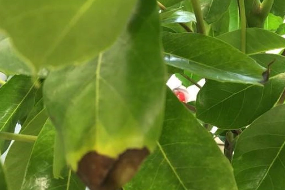 葉子變黑的原因