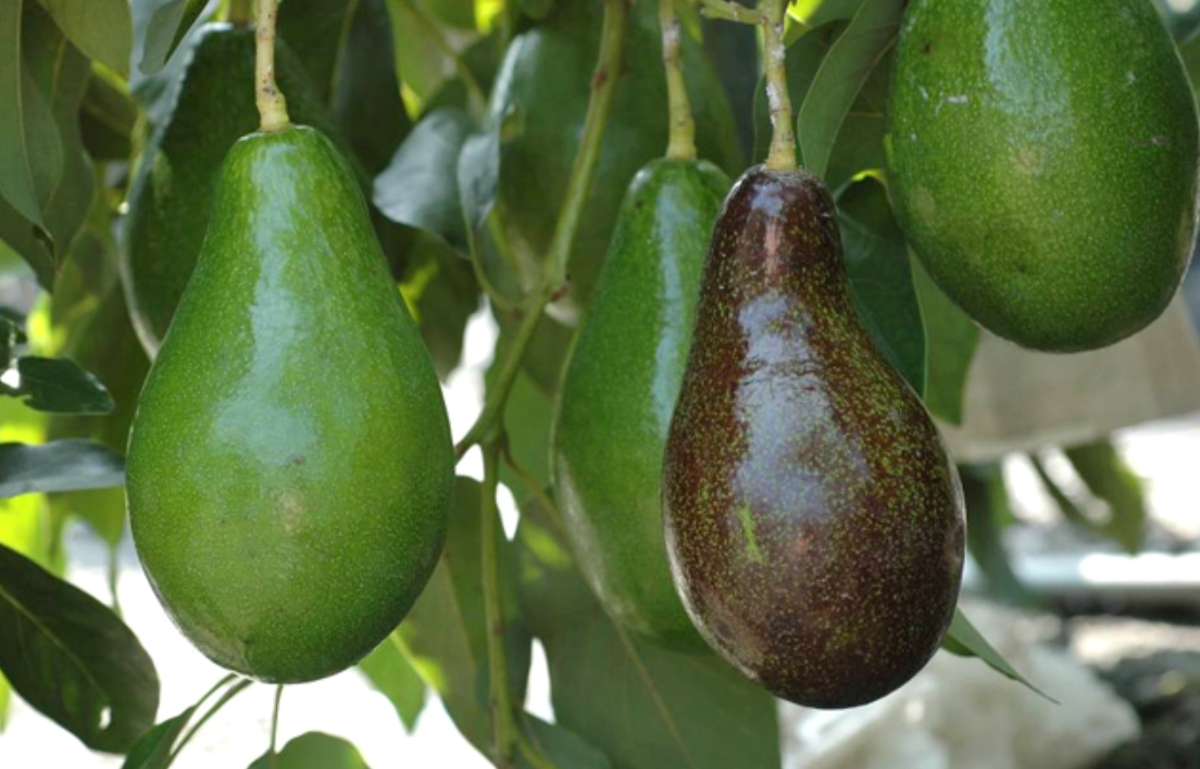 酪梨種類