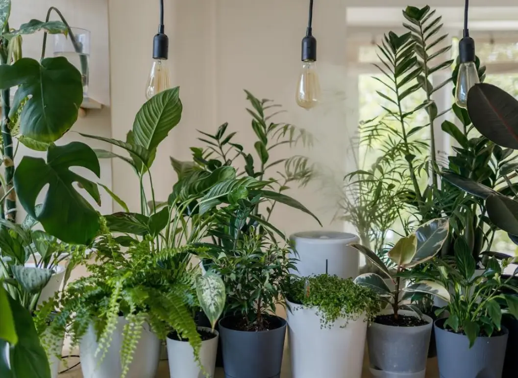 適合室內的植物