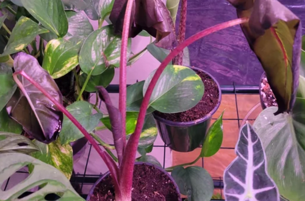 室內植物急救方法