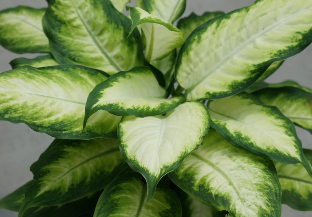 黛粉葉 冰山美人