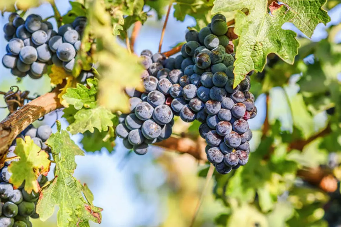 土壤酸鹼度調整