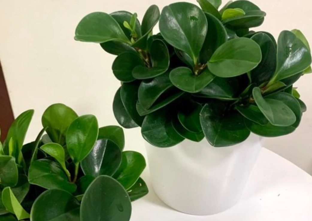 圓葉椒草風水擺放