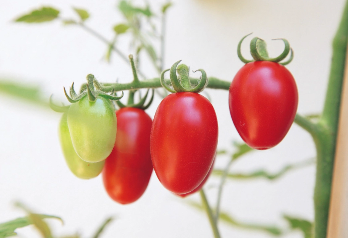 小番茄種植要點