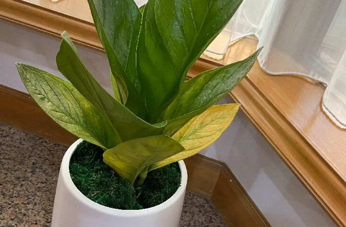 植物黃葉病原因