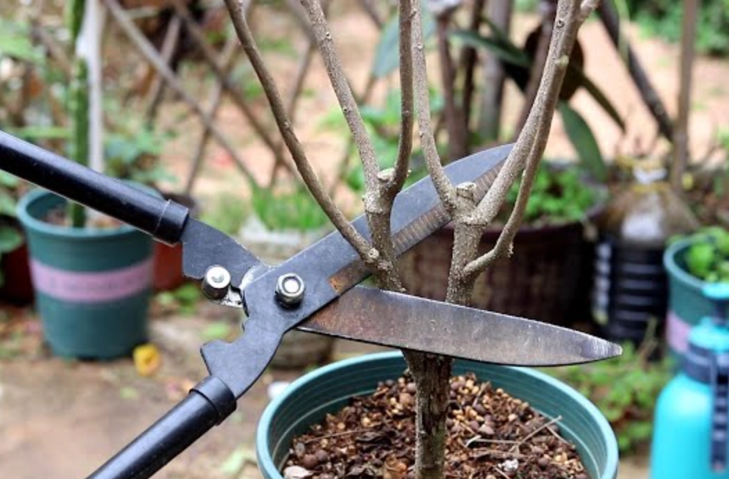 強剪植物有哪些 強剪植物有哪些