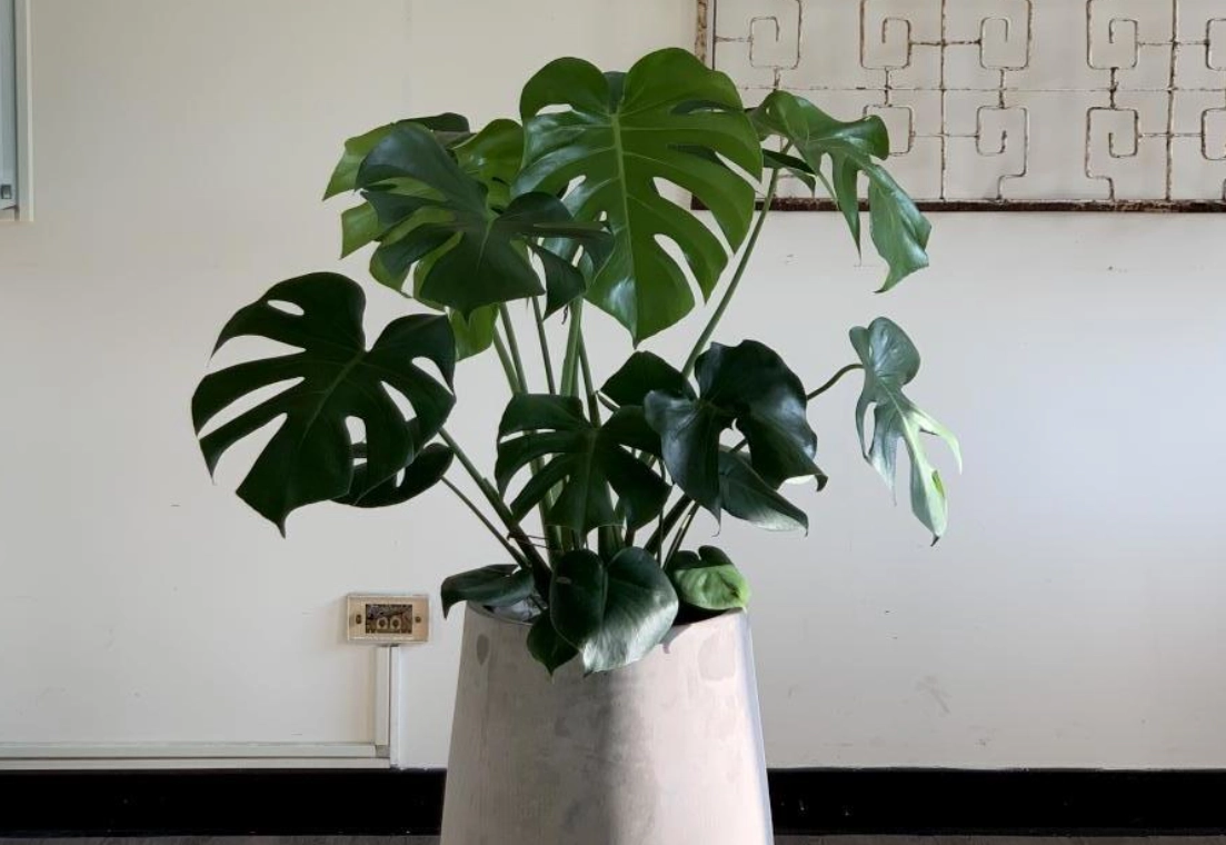 龜背芋照顧技巧