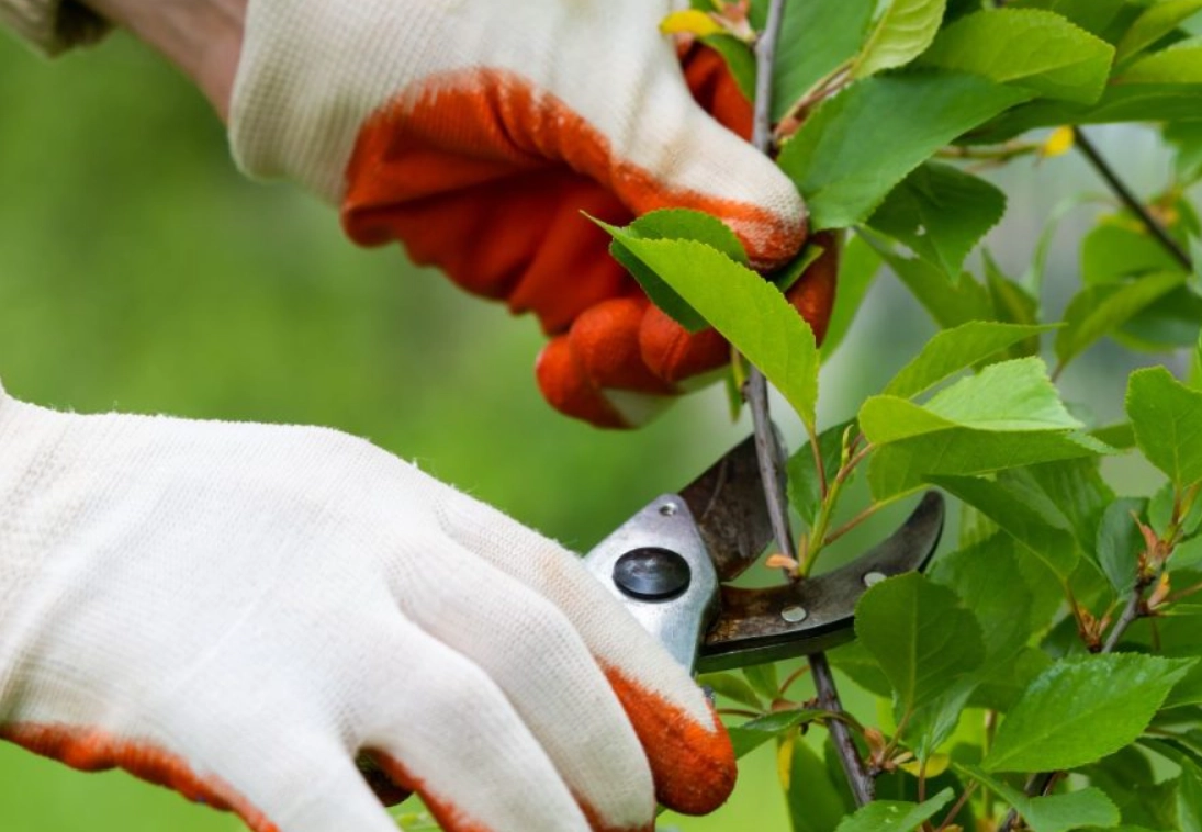 強剪植物修剪方法 強剪植物修剪方法