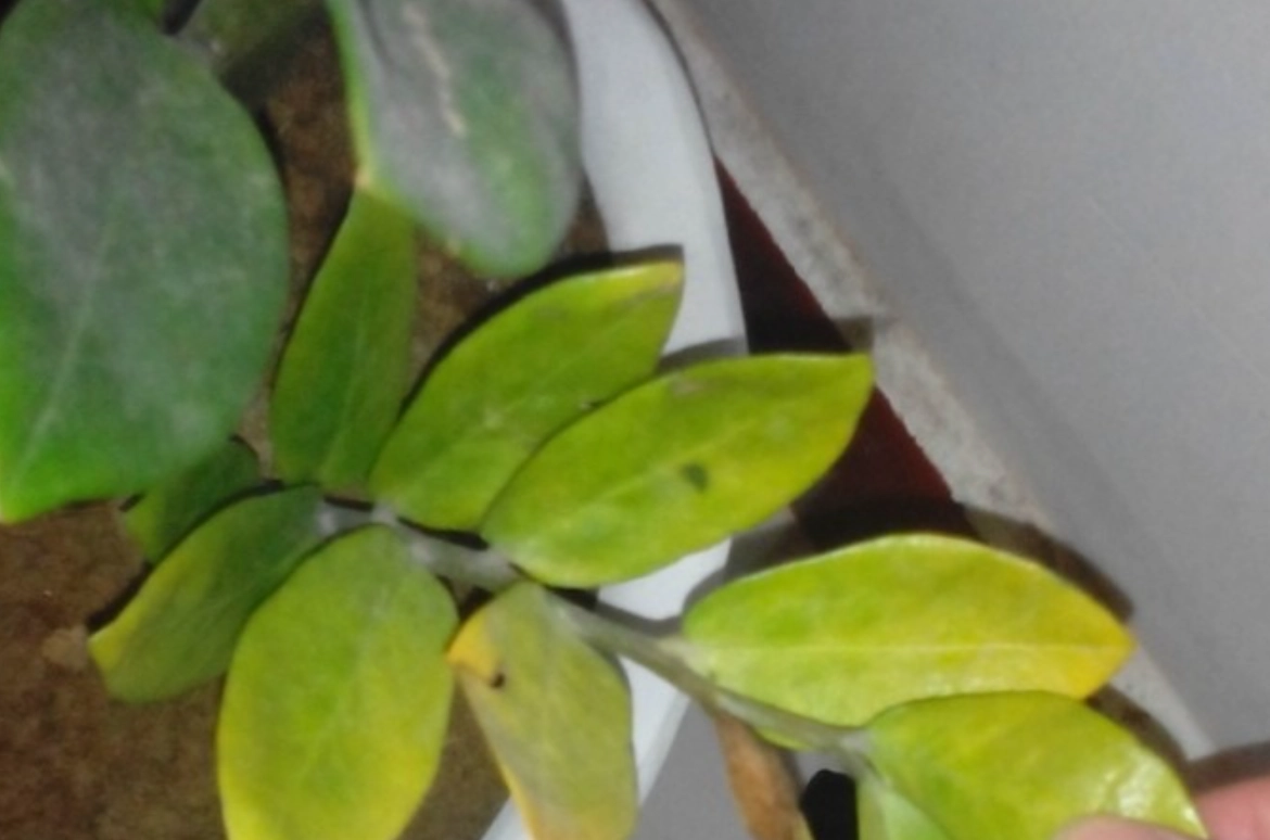 金錢樹葉子變黃