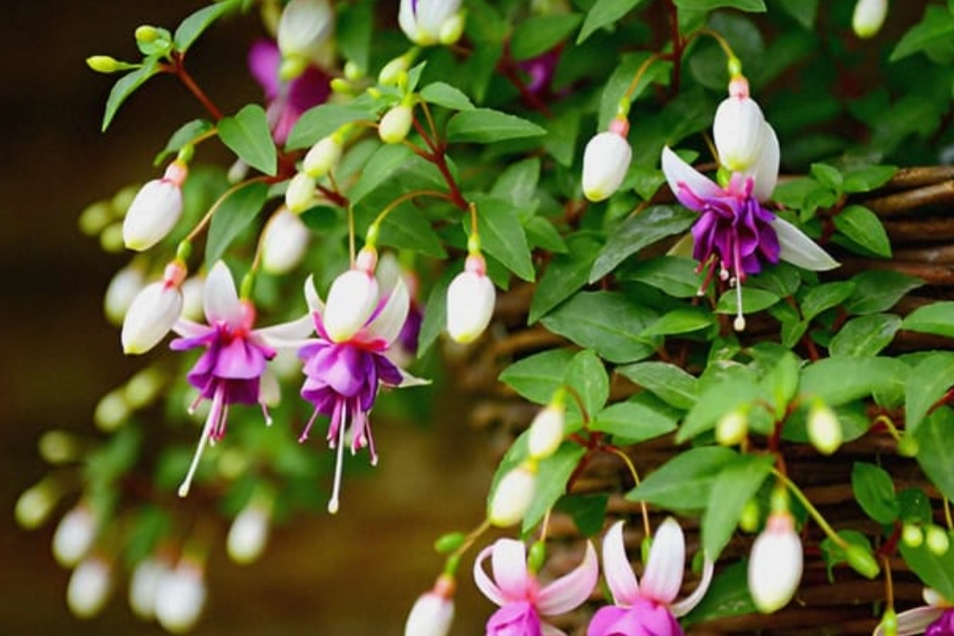 吊鐘花種子播種全攻略：從選種到開花的實戰心得