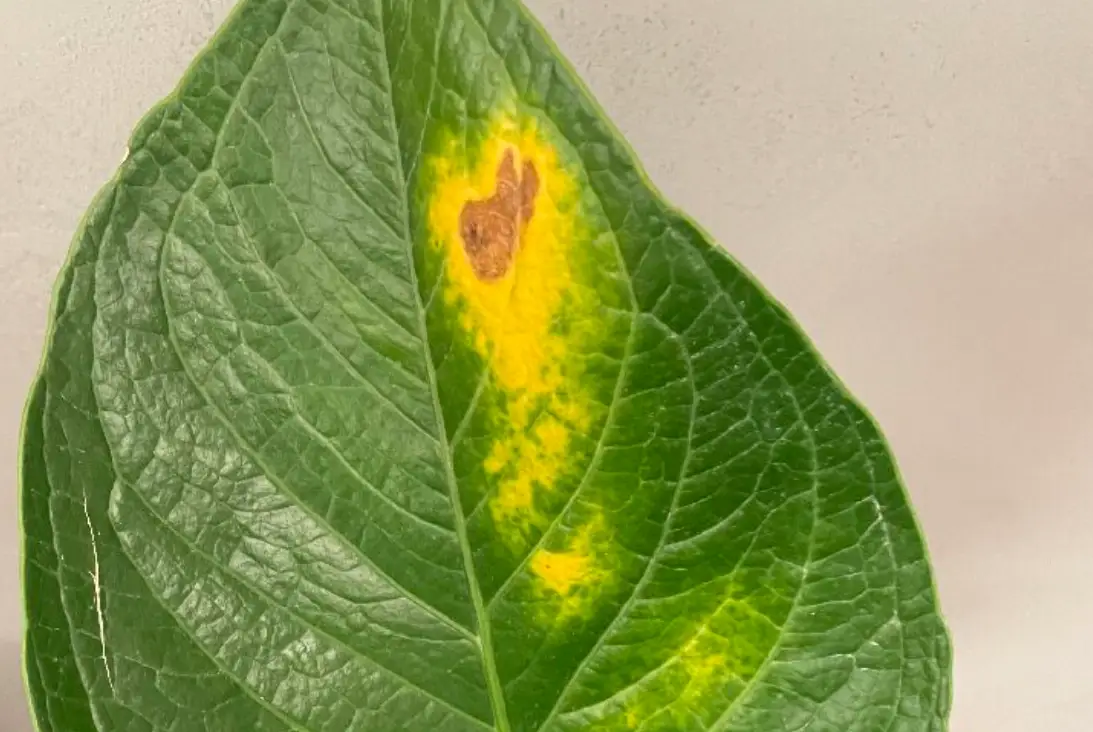 植物葉子變黃怎麼辦