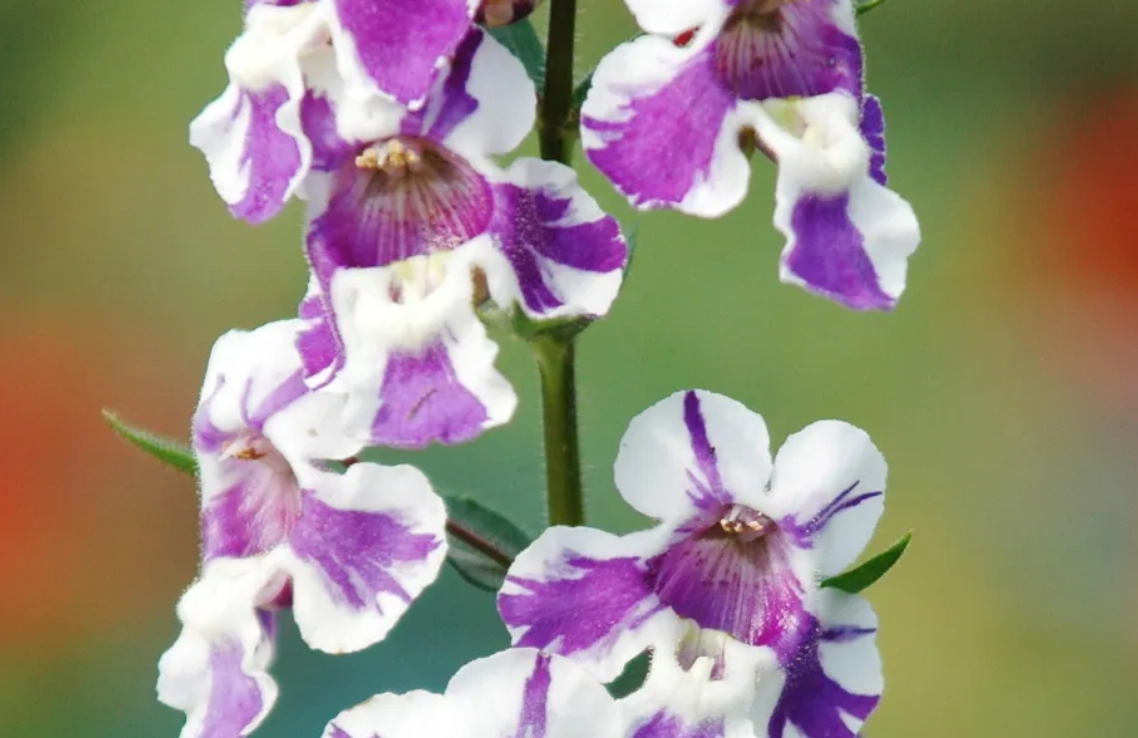 天使花可以吃嗎