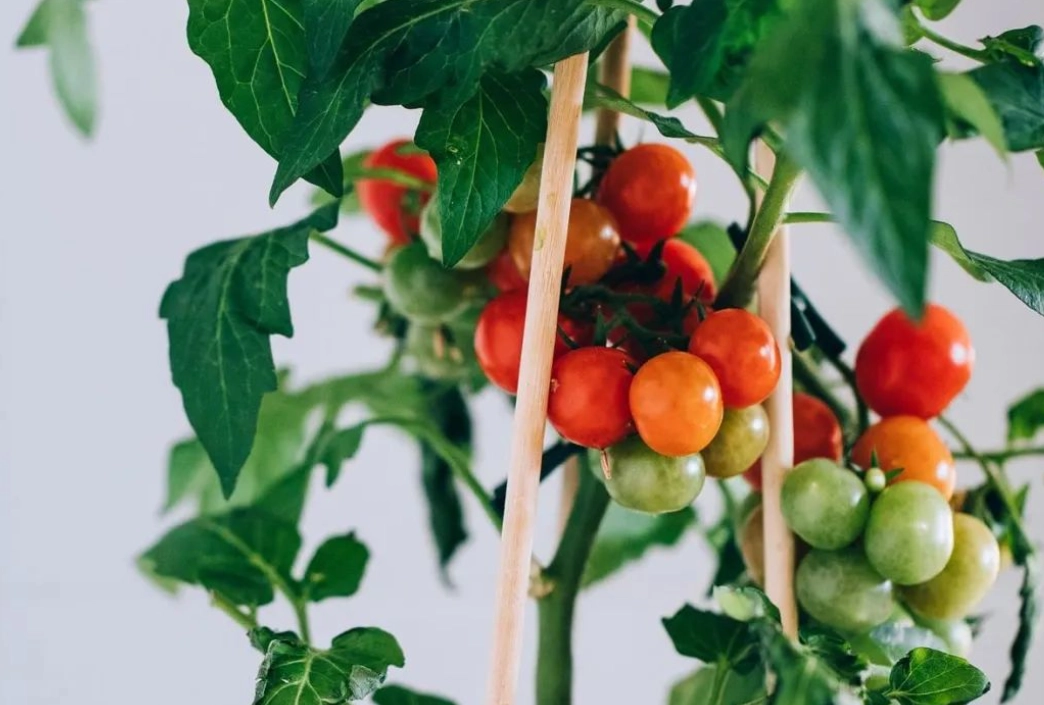 番茄種植技巧