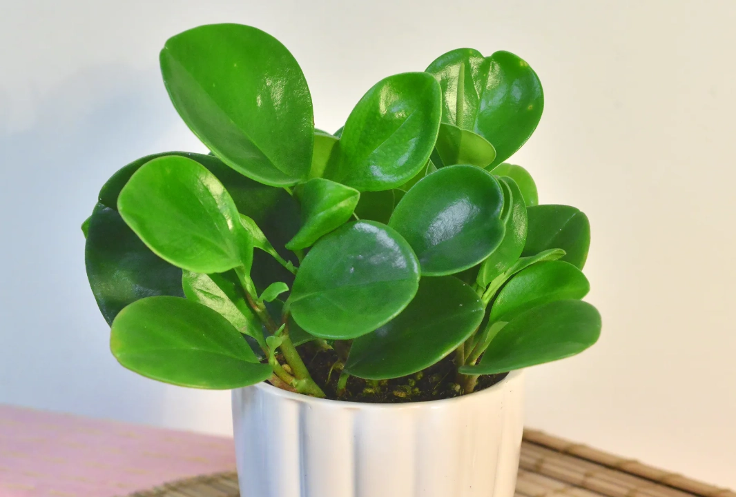 圓葉椒草風水擺放