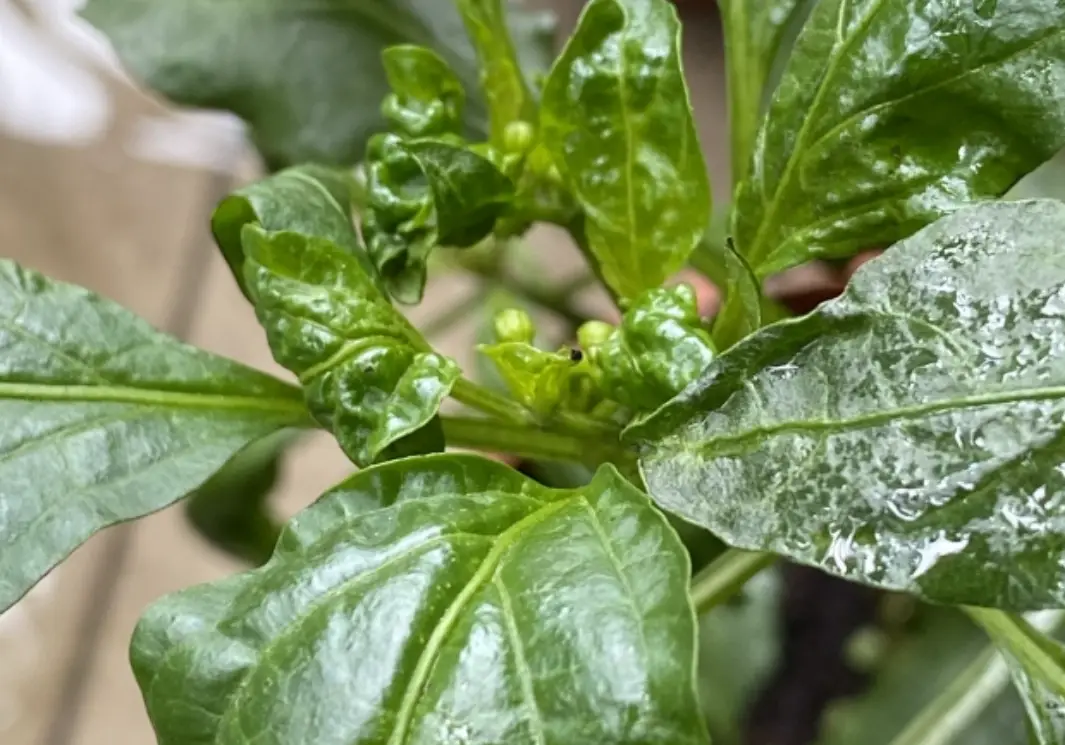 九層塔葉子皺皺原因