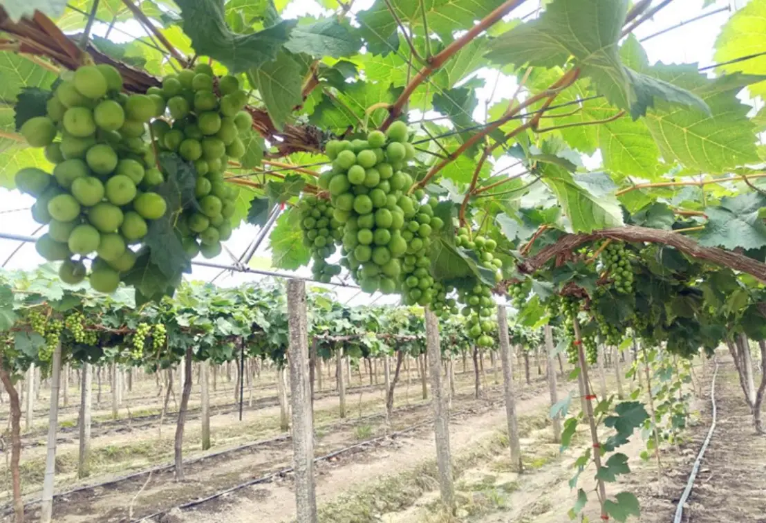 土壤酸鹼度調整