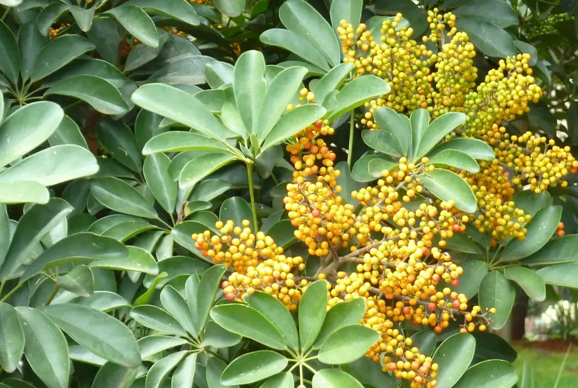 低維護庭院植物