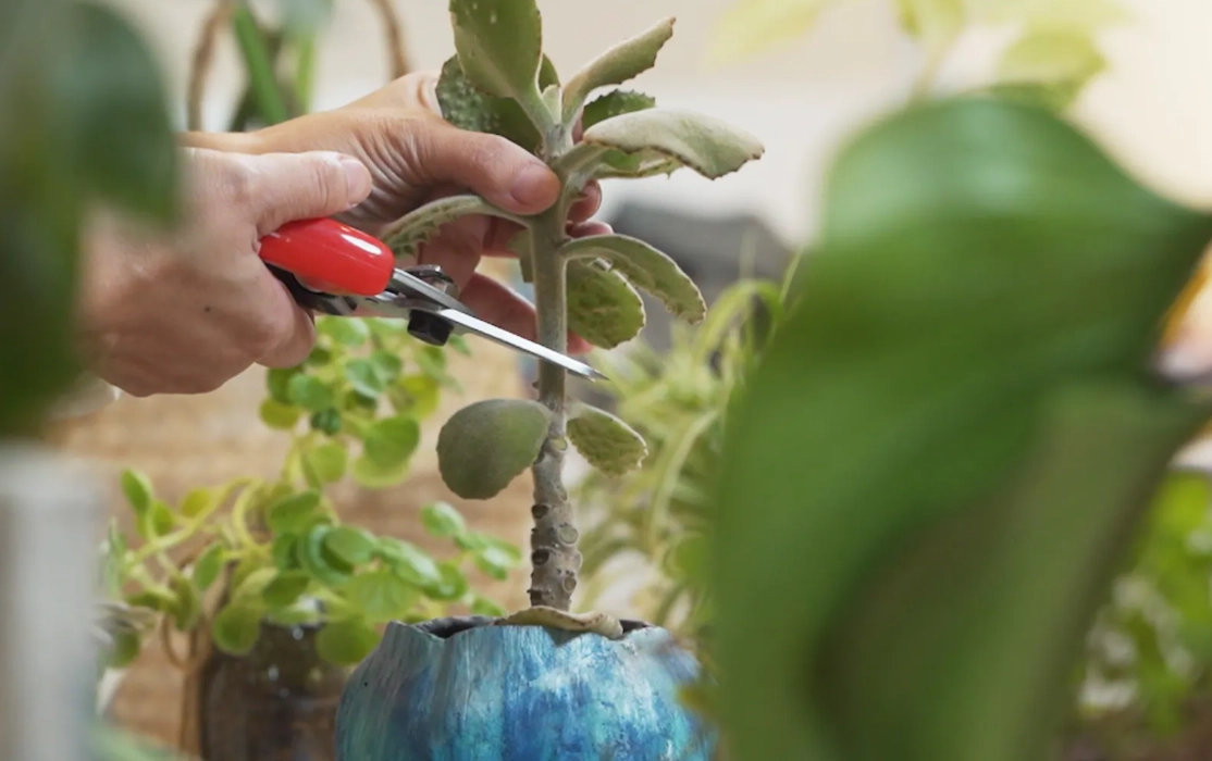 強剪植物修剪方法 強剪植物修剪方法