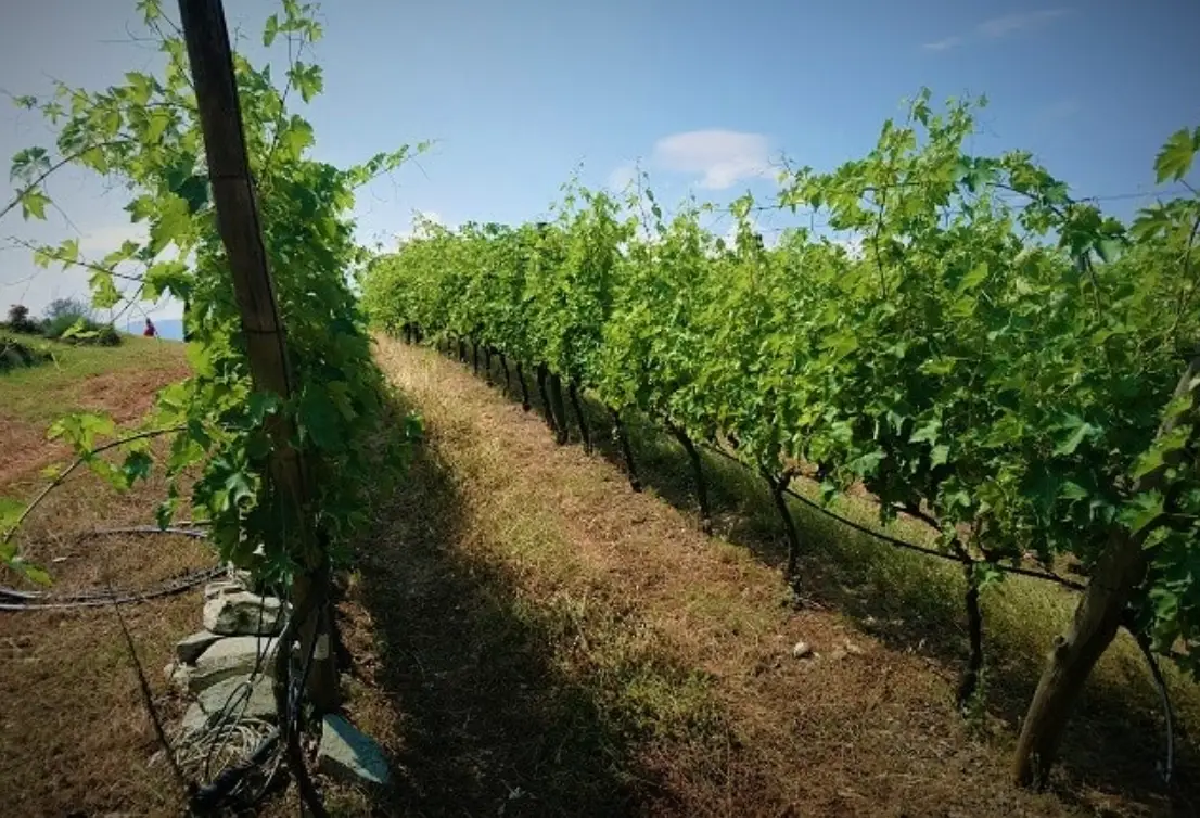 葡萄園土壤改良