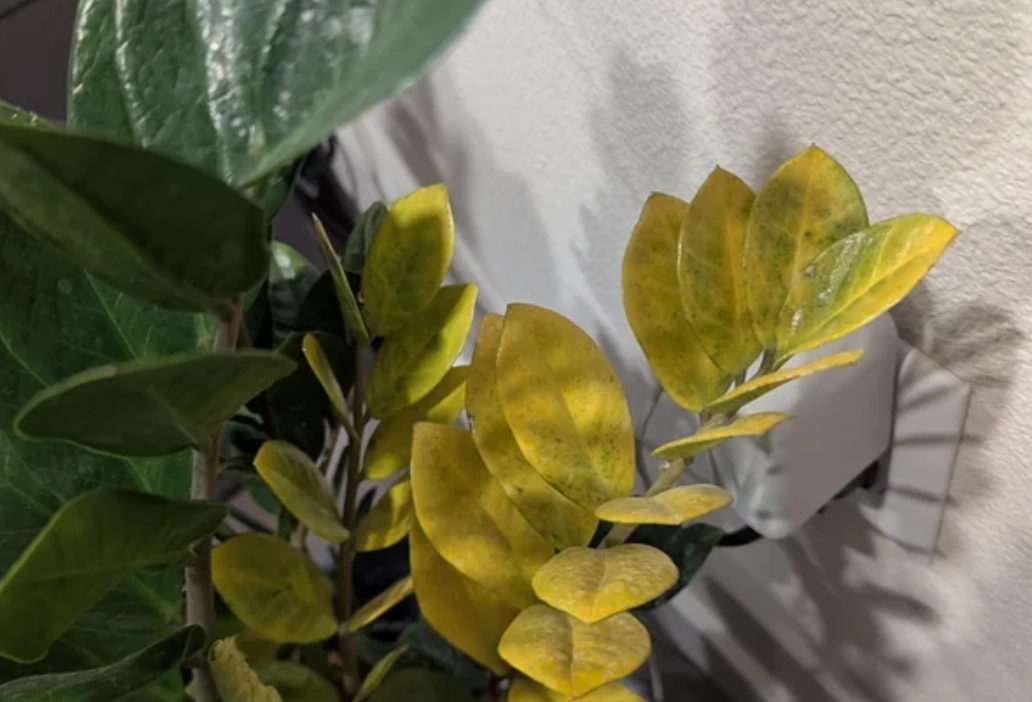 植物 葉子 發黃