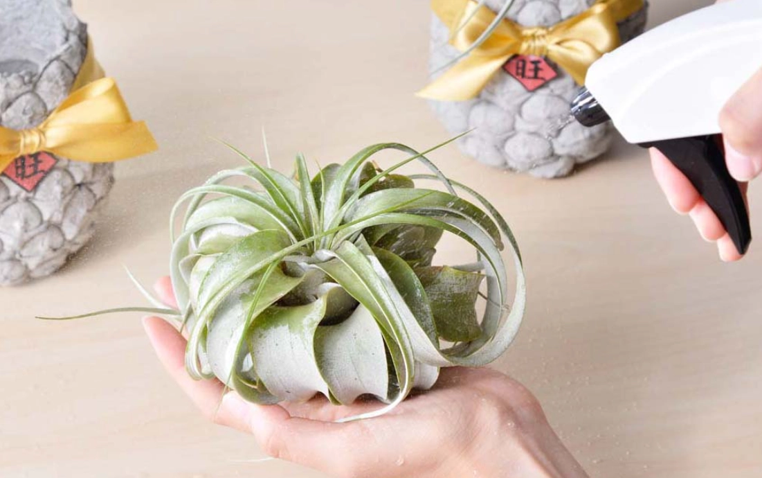 空氣鳳梨 好養 嗎