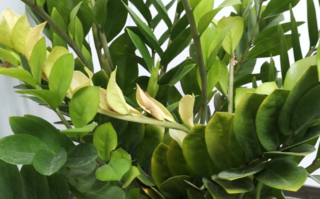 金錢樹 葉子 變黃