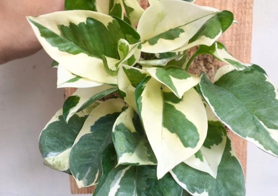 白金葛 葉子 變黃