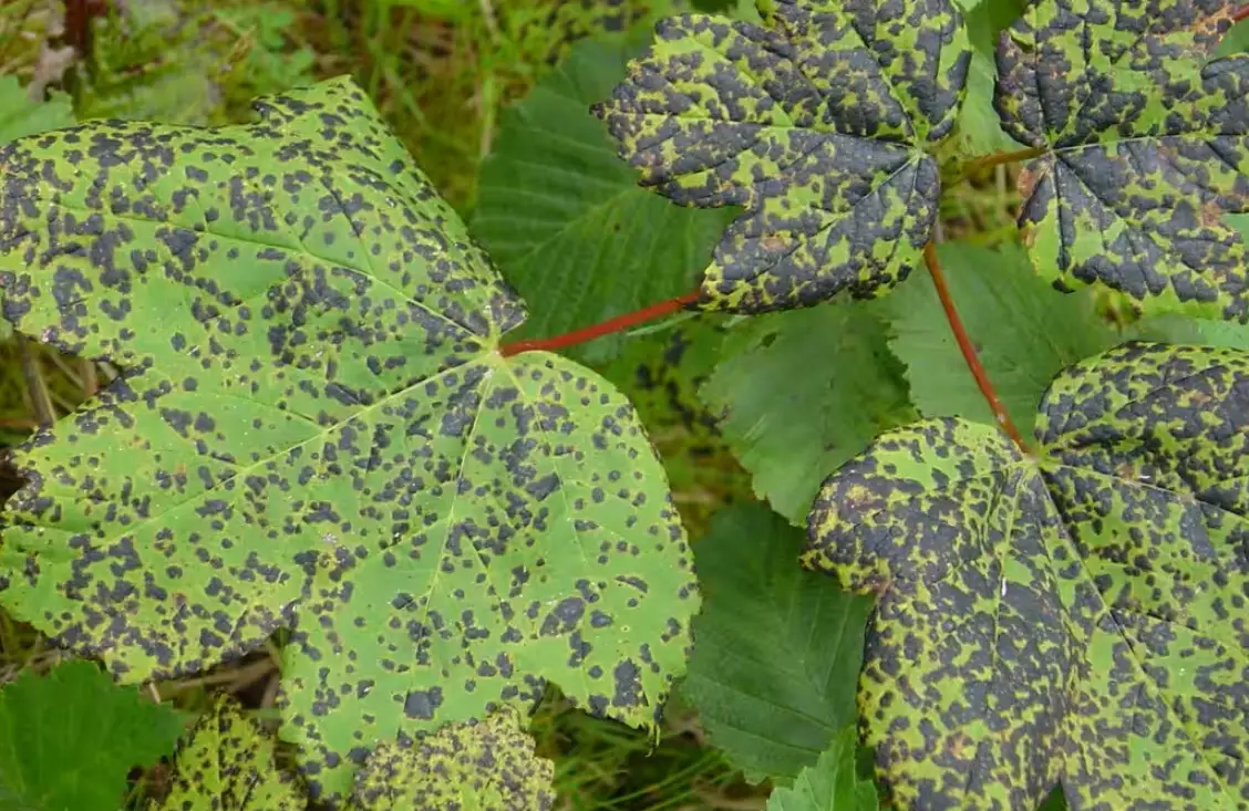 植物病蟲害圖鑑：園藝新手必備的診斷與防治指南