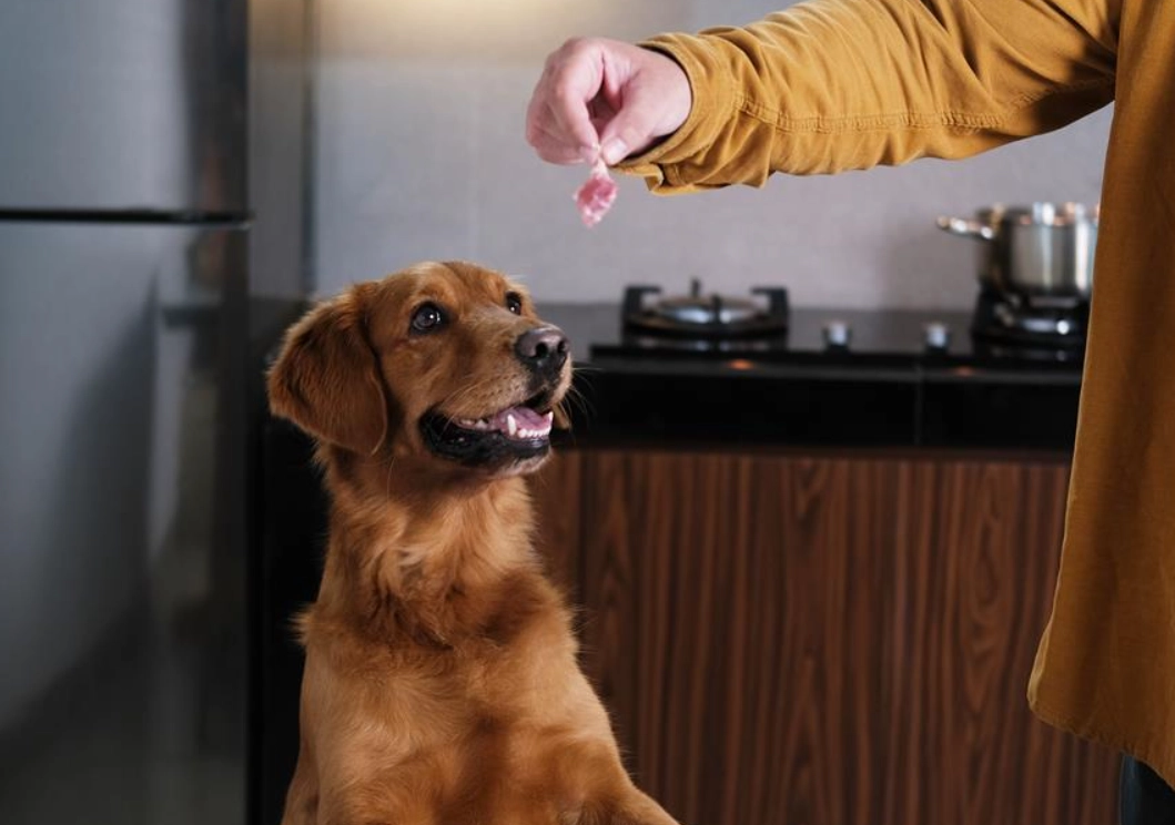 狗狗不能吃的食物