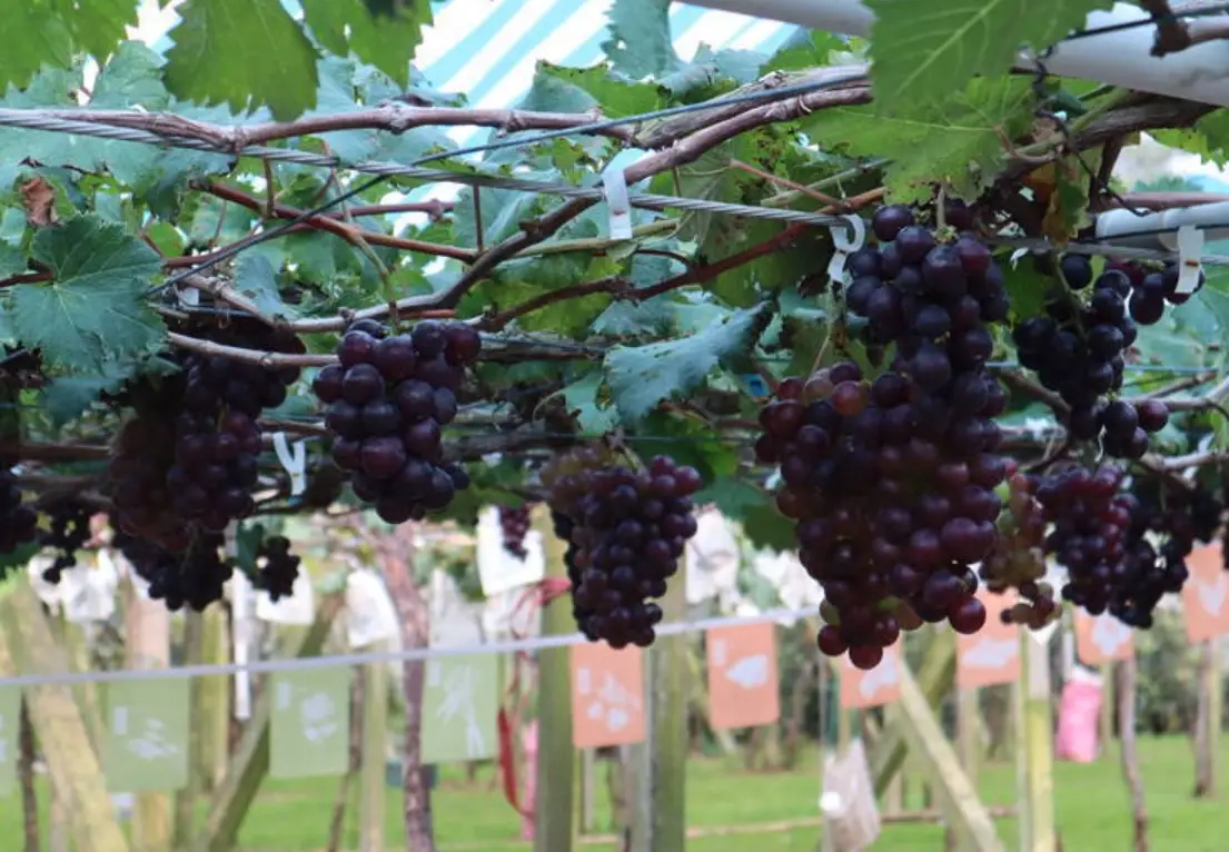 台灣 巨峰葡萄 種植方法