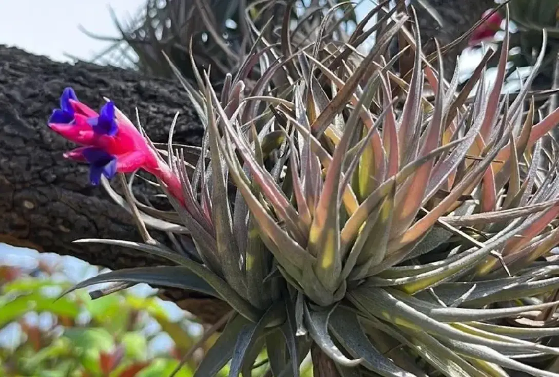 小精靈空氣鳳梨開花後照顧