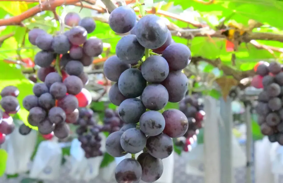 台灣巨峰葡萄