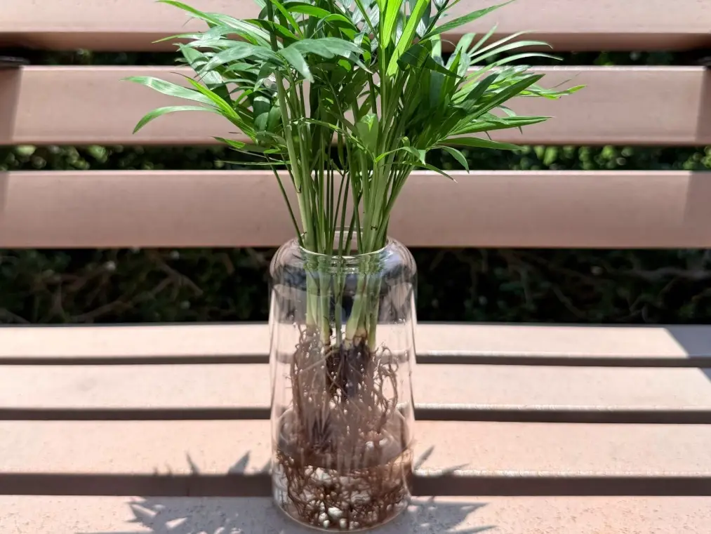 室內植物淨化空氣