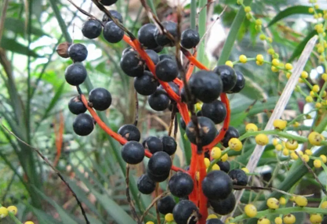 袖珍椰子種子種植