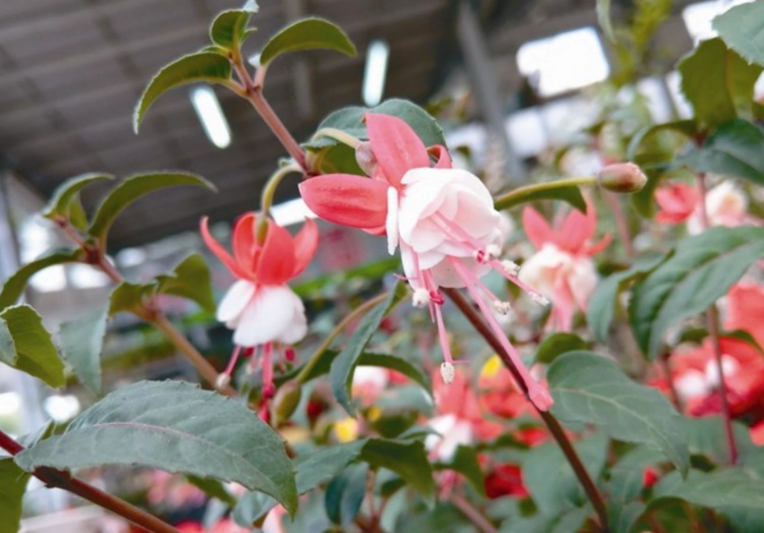 吊鐘花種子如何種