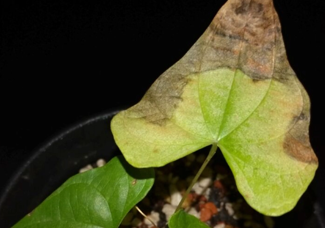 室內植物急救方法